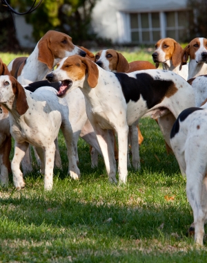 Breed American Foxhound Breed American Foxhound