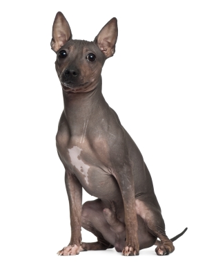 Breed American Hairless Terrier Breed American Hairless Terrier