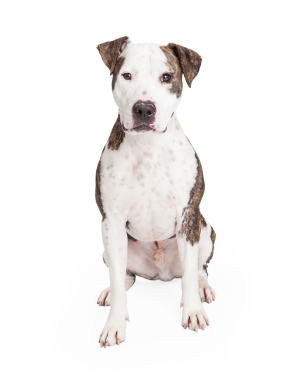 Breed American Pit Bull Terrier Breed American Pit Bull Terrier