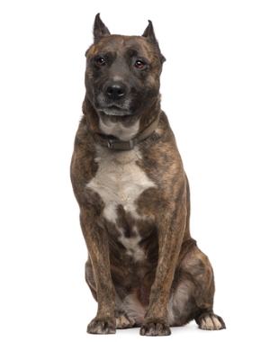 Breed American Staffordshire Terrier Breed American Staffordshire Terrier