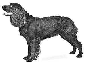 Breed American Water Spaniel Breed American Water Spaniel
