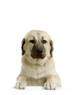 Breed Anatolian Shepherd Dog Breed Anatolian Shepherd Dog