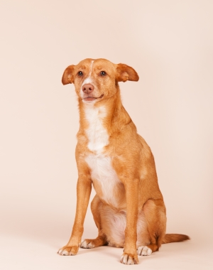 Breed Andalusian Hound Breed Andalusian Hound