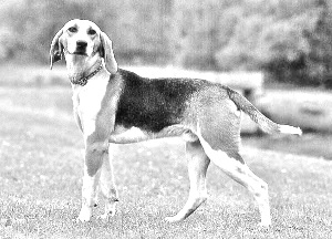 Breed Anglo-Francais de Petite Venerie Breed Anglo-Francais de Petite Venerie