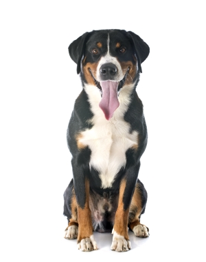 Breed Appenzeller Sennenhund Breed Appenzeller Sennenhund