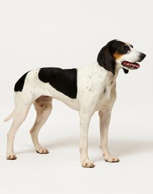 Breed Ariegeois Breed Ariegeois