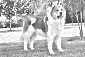 Breed Armenian Gampr dog Breed Armenian Gampr dog