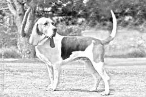 Breed Artois Hound Breed Artois Hound