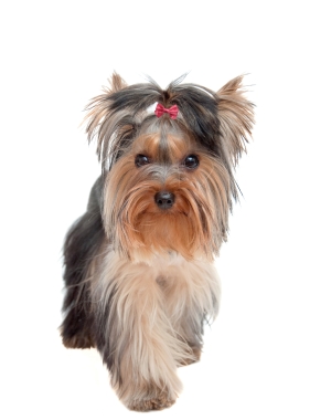 Breed Australian Silky Terrier Breed Australian Silky Terrier