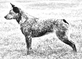 Breed Australian Stumpy Tail Cattle Dog Breed Australian Stumpy Tail Cattle Dog