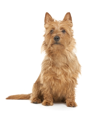 Breed Australian Terrier Breed Australian Terrier