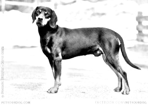 Breed Austrian Black and Tan Hound Breed Austrian Black and Tan Hound