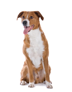 Breed Austrian Pinscher Breed Austrian Pinscher