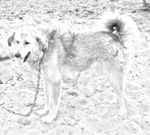 Breed Bakharwal Dog Breed Bakharwal Dog