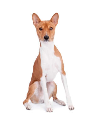 Breed Basenji Breed Basenji