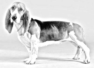 Breed Basset Artesien Normand Breed Basset Artesien Normand