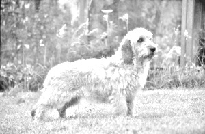 Breed Basset Fauve de Bretagne Breed Basset Fauve de Bretagne