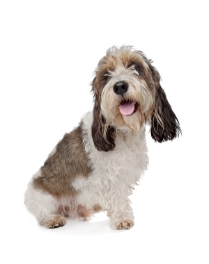 Breed Basset Griffon Vendeen, Grand Breed Basset Griffon Vendeen, Grand