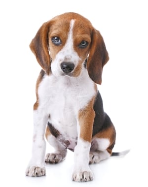 Breed Beagle