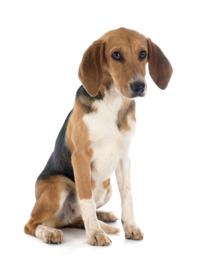Breed Beagle-Harrier Breed Beagle-Harrier