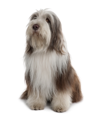 Breed Bearded Collie Breed Bearded Collie