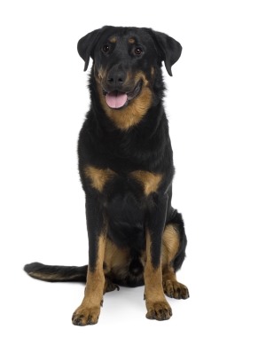 Breed Beauceron Breed Beauceron