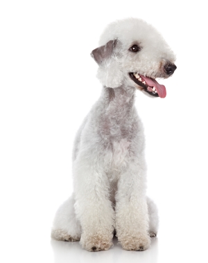 Breed Bedlington Terrier Breed Bedlington Terrier