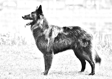 Breed Belgian Shepherd Dog (Groenendael)