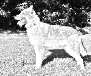 Breed Belgian Shepherd Dog (Laekenois) Breed Belgian Shepherd Dog (Laekenois)