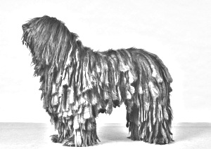 Breed Bergamasco Shepherd Breed Bergamasco Shepherd
