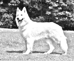 Breed Berger Blanc Suisse Breed Berger Blanc Suisse