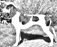 Breed Berner Laufhund Breed Berner Laufhund