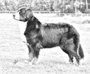 Breed Bernese Mountain Dog Breed Bernese Mountain Dog