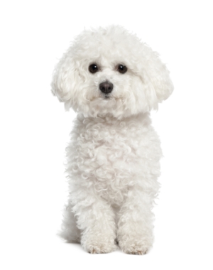 Breed Bichon Frise Breed Bichon Frise
