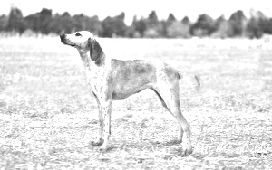 Breed Billy Breed Billy