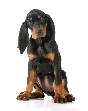 Breed Black and Tan Coonhound Breed Black and Tan Coonhound