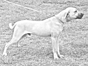 Breed Blackmouth Cur Breed Blackmouth Cur