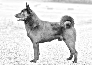Breed Black Norwegian Elkhound Breed Black Norwegian Elkhound