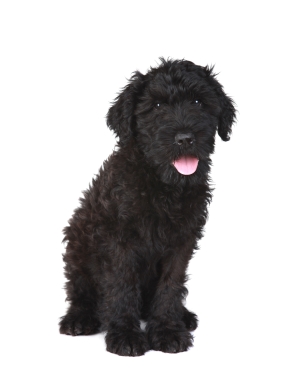 Breed Black Russian Terrier