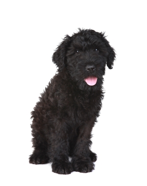 Breed Black Russian Terrier Breed Black Russian Terrier
