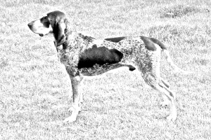 Breed Bleu de Gascogne, Grand Breed Bleu de Gascogne, Grand