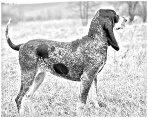 Breed Bleu de Gascogne, Petit Breed Bleu de Gascogne, Petit