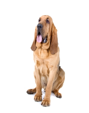 Breed Bloodhound Breed Bloodhound