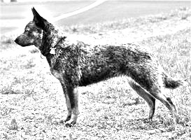 Breed Blue Heeler Breed Blue Heeler