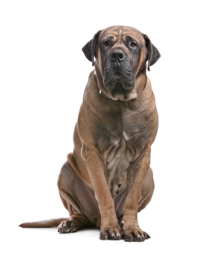 Breed Boerboel Breed Boerboel