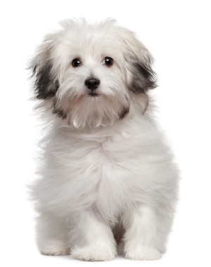 Breed Bolognese Breed Bolognese