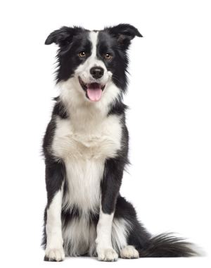 Breed Border Collie