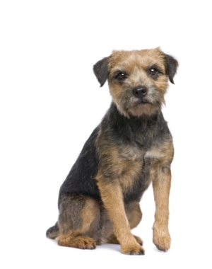 Breed Border Terrier Breed Border Terrier