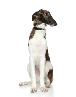 Breed Borzoi Breed Borzoi