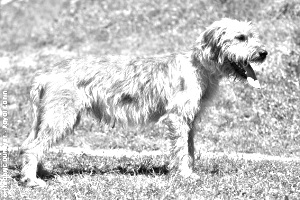 Breed Bosnian Coarse-haired Hound Breed Bosnian Coarse-haired Hound